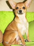 kroha-dog.ru